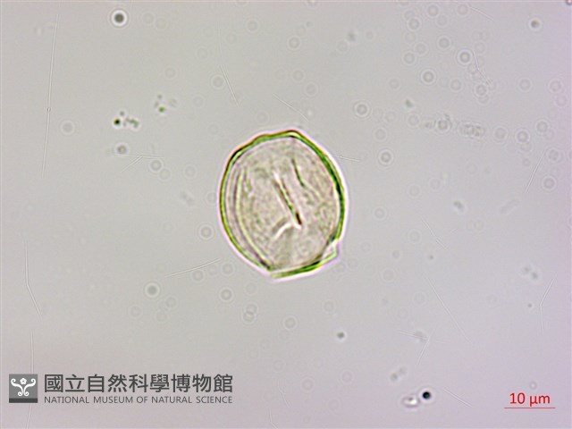 椆樹桑寄生, 大葉榿寄生藏品圖，第3張