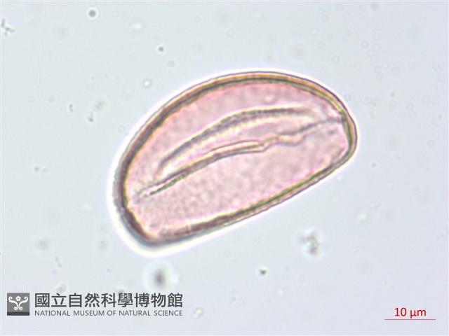 布袋蓮、鳳眼蓮、浮水蓮花藏品圖，第3張