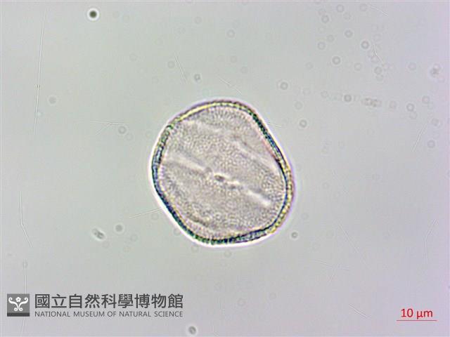 日本紫花鼠尾草藏品圖，第3張