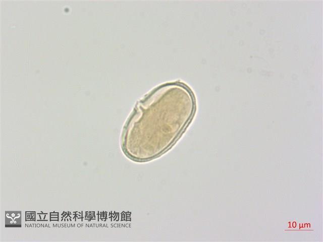 森氏當歸藏品圖，第3張