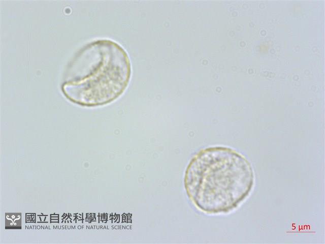 糙梗樓梯草藏品圖，第3張