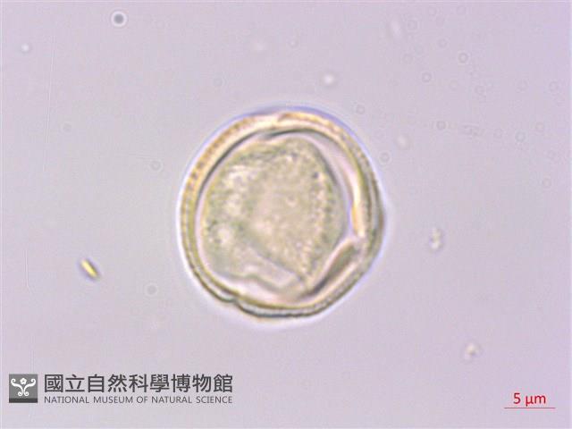 多花泡花樹藏品圖，第3張
