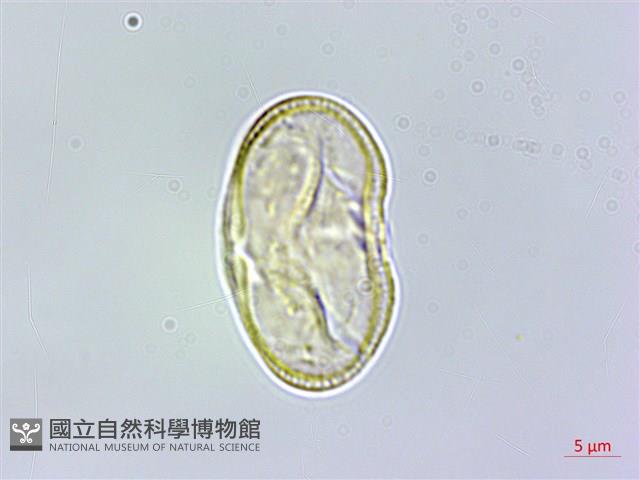 田莧蒿藏品圖，第3張