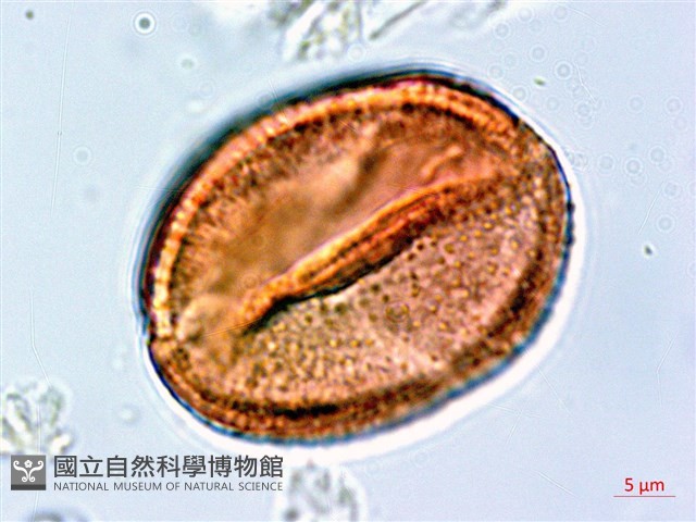 皮孫木藏品圖，第4張