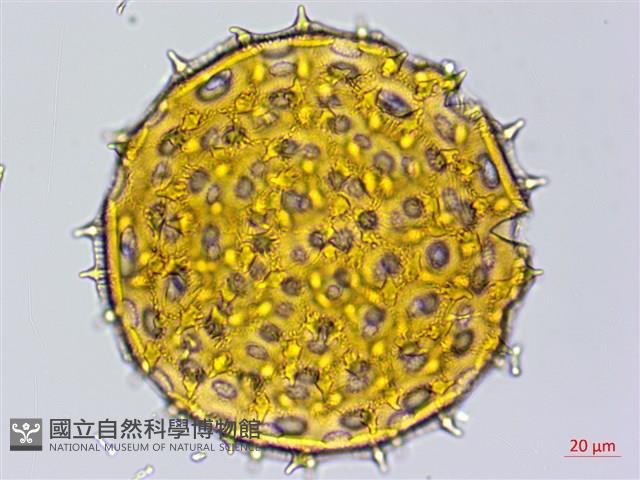 心葉蔦蘿藏品圖，第3張