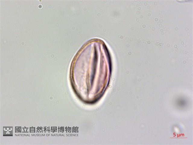 蘭嶼山柑藏品圖，第4張