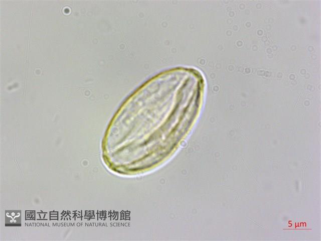 武威山秋海棠藏品圖，第4張
