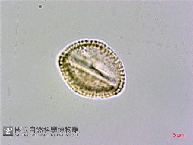 登錄號:S096041藏品圖，第3張