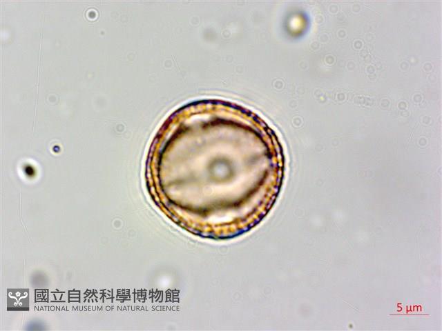 白飯樹藏品圖，第3張