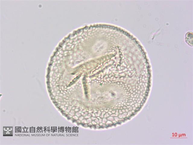 山珠豆藏品圖，第3張