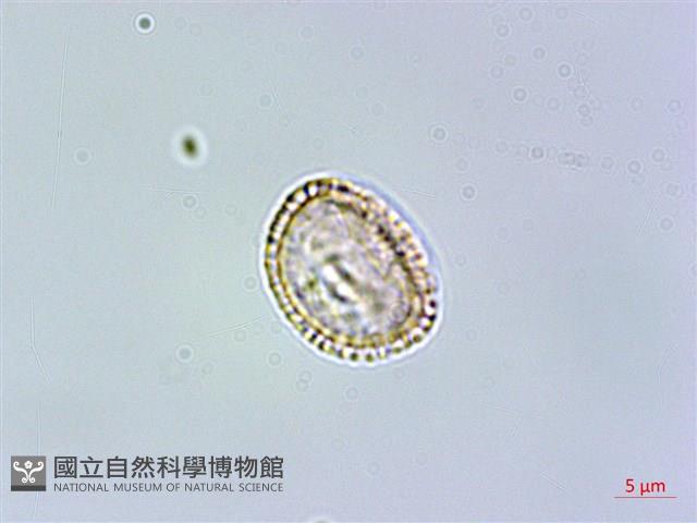 呂宋水錦樹藏品圖，第3張