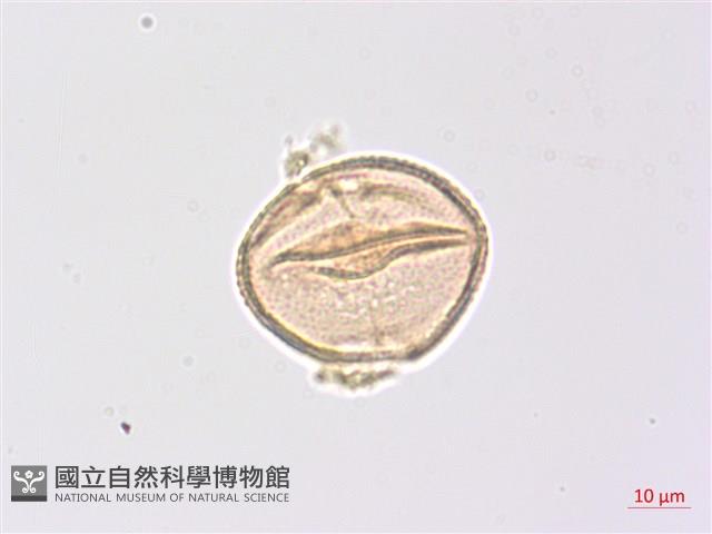 山香圓藏品圖，第3張