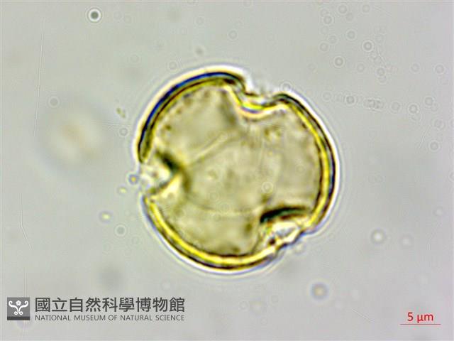 赤柯、赤椆、森氏櫟藏品圖，第4張