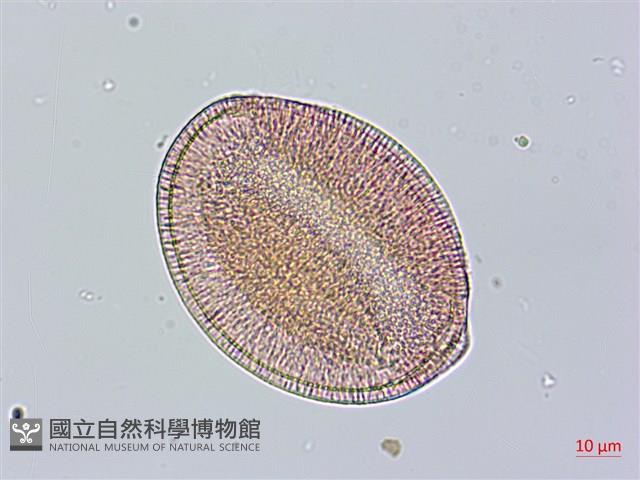 盒果藤藏品圖，第4張