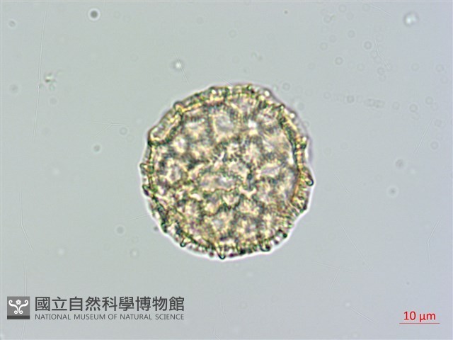 蠶繭草藏品圖，第3張
