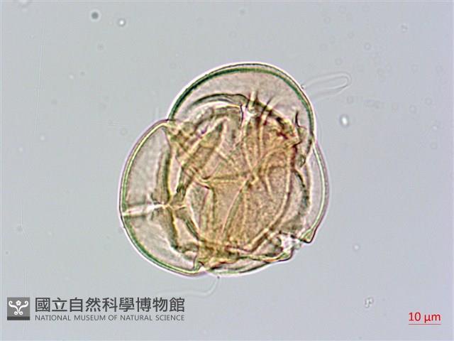 森氏杜鵑、森氏滿江紅藏品圖，第4張