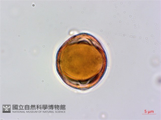 厚殼樹藏品圖，第3張