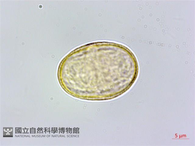 蘶山茴芹藏品圖，第3張