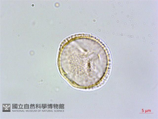 呂宋莢迷藏品圖，第4張