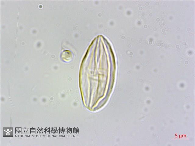 鹿谷秋海棠藏品圖，第4張