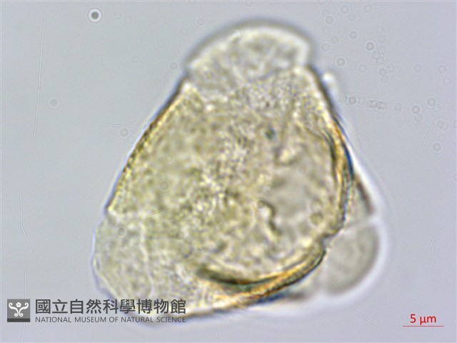 脈葉木藍藏品圖，第3張