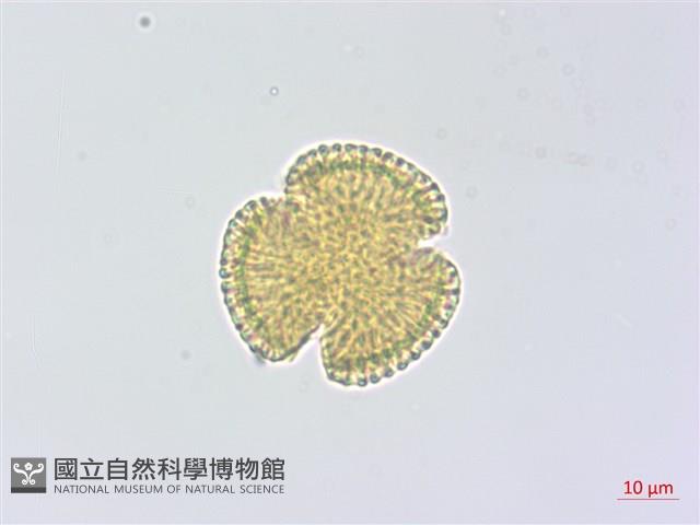 蘇聯補血草藏品圖，第3張