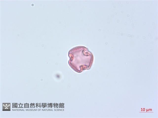 蘭嶼崖爬藤藏品圖，第3張