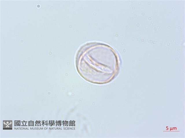 四脈麻藏品圖，第4張