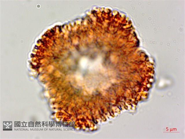 白樹仔藏品圖，第3張