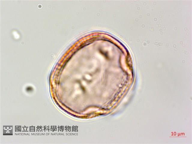 田菁藏品圖，第3張