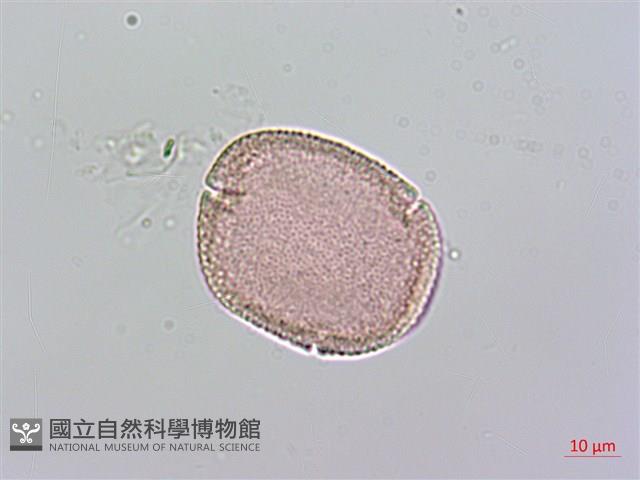 琉球雞屎樹藏品圖，第3張