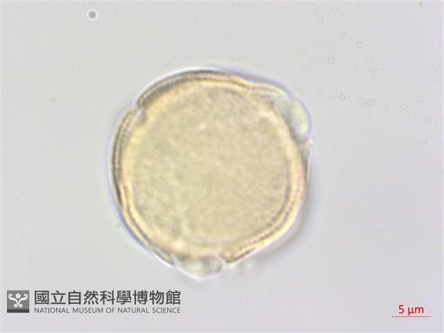 中華水芹藏品圖，第3張