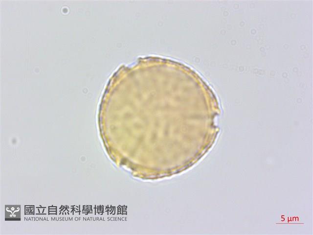 蘭嶼蘋婆藏品圖，第4張