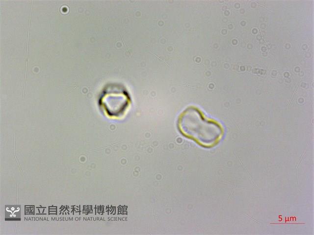 野勿忘草藏品圖，第4張