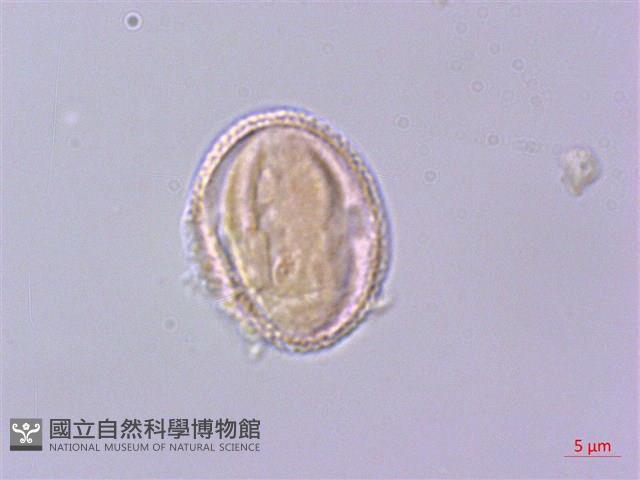 檸檬清風藤藏品圖，第3張