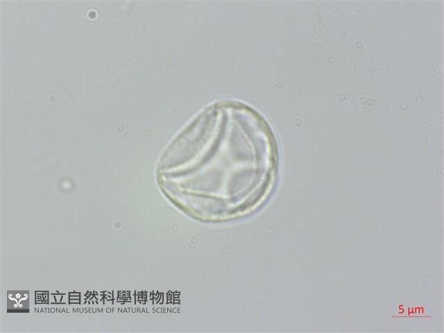 長葉水麻藏品圖，第3張