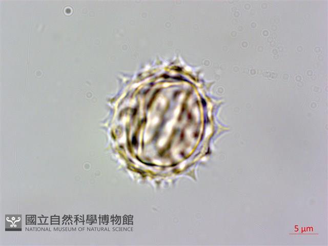 北美一枝黃花藏品圖，第3張