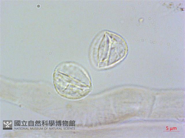 長柄冷水麻藏品圖，第3張