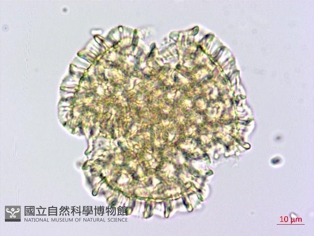 石蓯蓉藏品圖，第3張