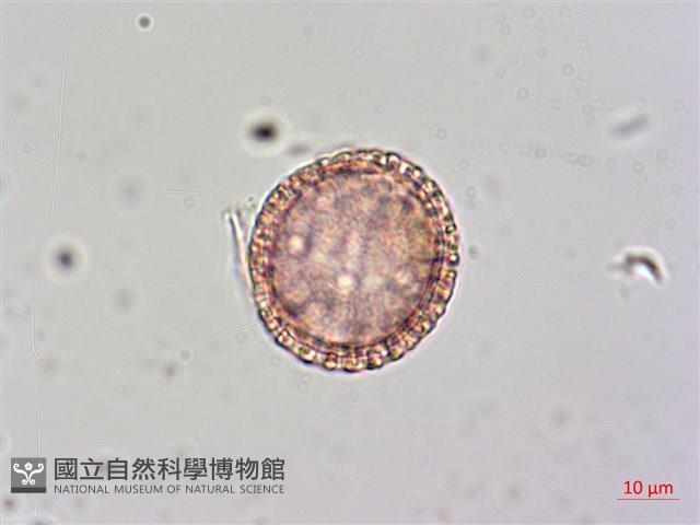 日本女貞、琉球女貞藏品圖，第3張