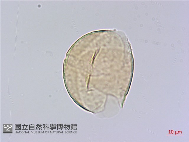 小葉山螞蝗藏品圖，第3張