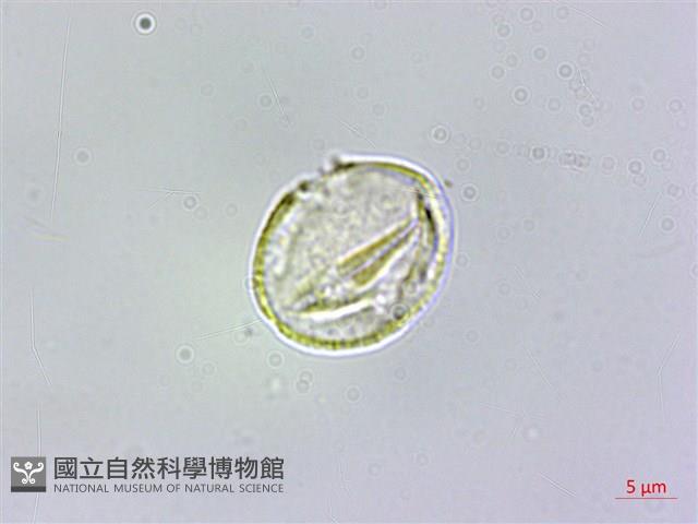 毛瓣蝴蝶木藏品圖，第4張