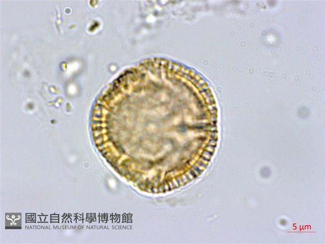 雷公藤藏品圖，第3張