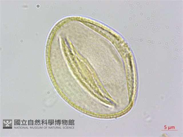 穿山龍藏品圖，第4張