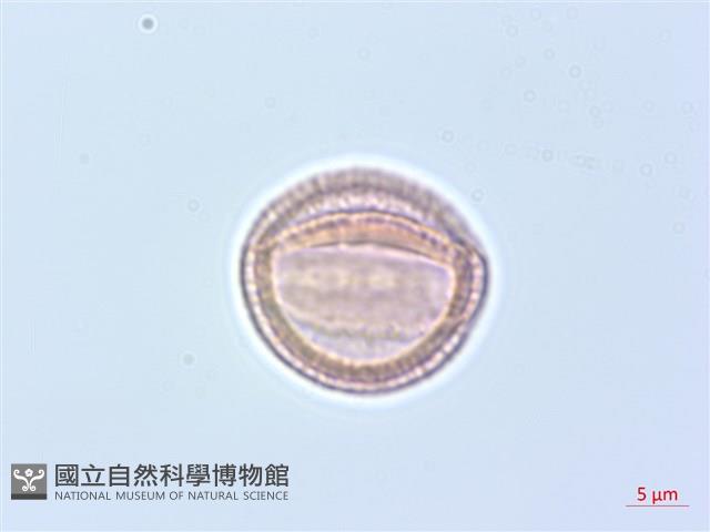 柱果鐵線蓮藏品圖，第3張