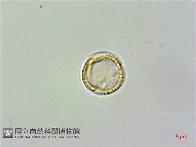 蓬萊藤藏品圖，第3張