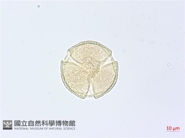 漢氏山葡萄藏品圖，第4張