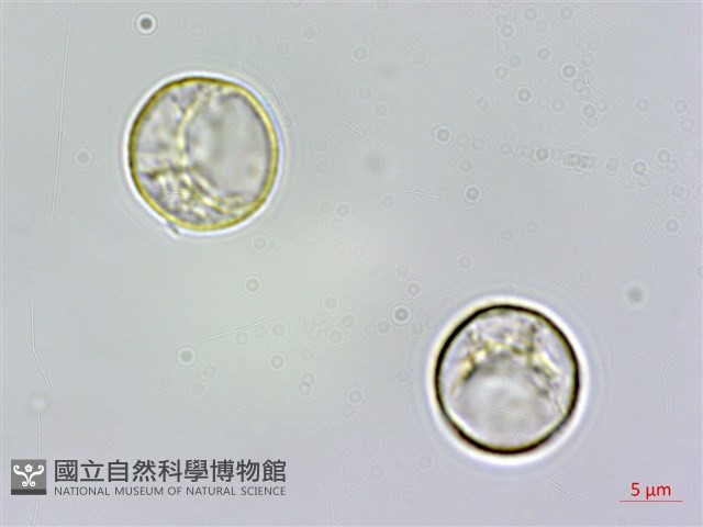 苧麻藏品圖，第3張