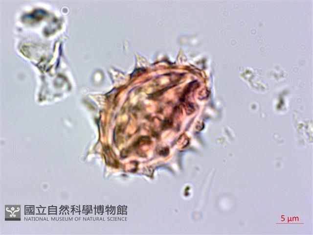 柔毛艾納香藏品圖，第4張