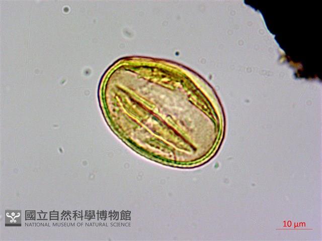 三菱果樹參藏品圖，第4張
